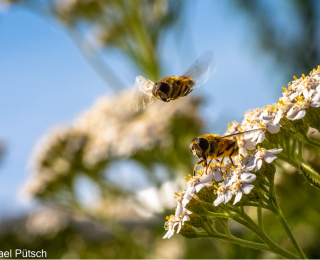 Schwebfliegen sind ein Beispiel für das Insektensterben. Das Foto zeigt eine männliche Schwebfliege, die über ein nektarsaugendes Weibchen an Blüten der Schafgarbe schwebt.