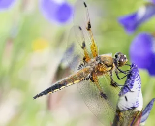 Libellula quadrimaculata an einem Gartenteich