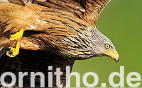Logo ornitho.de