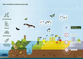 Die Infografik zum Biodiversitätsmonitoring zeigt links Methoden wie Fernerkundung, Genetik, direkte Beobachtung, akustische Erfassung. In der Mitte erfassen Forschende Insekten und Pflanzen in einem Gebiet. Rechts werden die Hauptursachen für den Biodiversitätswandel – Klima-, Landnutzungswandel und Stoffeinträge – dargestellt. Binärcodes und Diagramme zeigen die Datenverarbeitung, während der Begriff "Raum" verschiedene Standorte und eine Zeitachse die langfristige Erhebung der Artenvielfalt verdeutlicht.
