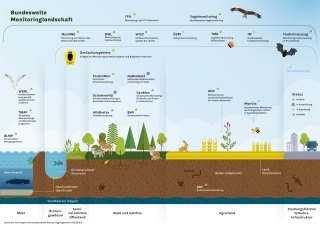 Die Grafik gibt einen Überblick über die bundesweite Monitoringlandschaft zur Erfassung der Biodiversität in Deutschland. Sie zeigt verschiedene Monitoringprogramme, die nach Lebensräumen geordnet sind – von Meer und Binnengewässern über Wälder und Agrarland bis hin zu Siedlungsflächen. Als Symbolorganismen werden unter anderem beispielhaft Vögel, Insekten, Wildtiere, Pflanzen und Bodenökosysteme dargestellt. Symbole markieren den aktuellen Status der Programme (laufend, in Entwicklung, in Erprobung oder be