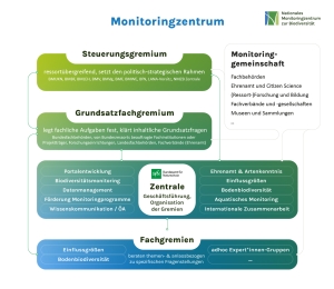 Organigramm des Nationalen Monitoringzentrums zur Biodiversität: Oben das Steuerungsgremium (politisch-strategischer Rahmen), darunter das Grundsatzfachgremium (fachliche Aufgaben). In der Mitte die Zentrale, angesiedelt am BfN, verantwortlich für Themen wie Portalentwicklung, Weiterentwicklung Biodiversitätsmonitoring, Datenmanagement. Unten die Fachgremien für Bodenbiodiversität und Einflussfaktoren. Rechts die Monitoringgemeinschaft mit den unterschiedlichen Akteursgruppen.
