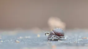 Nahaufnahme einer Hornmilbe