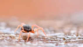 Nahaufnahme einer blauen Hafermilbe