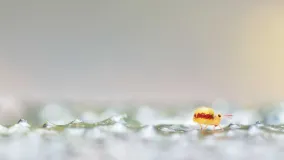 Nahaufnahme eines schwarzen Wasserspringers