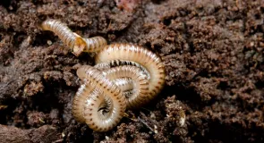 Nahaufnahme eines Gliederfüssers