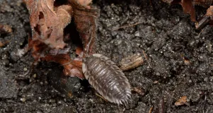 Nahaufnahme einer Mauerassel