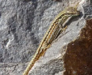 Die Mauereidechse (Podarcis muralis) ist eine FFH-Art.