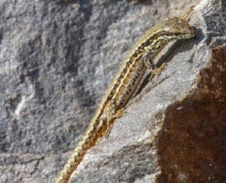 Die Mauereidechse (Podarcis muralis) ist eine FFH-Art.