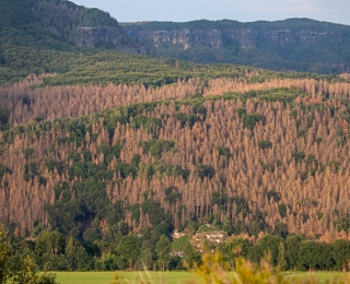Abgestorbene „braune“ Fichten inmitten von intakten grünen Baumkronen