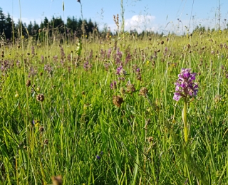 Artenreiche Wiese mit Breitblättrigem Knabenkraut (Dactylorhiza majalis) 