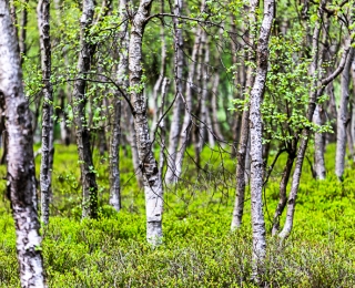 Blick in einen Birkenwald mit frischem Laub