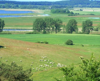 Extensives Grünland mit Strukturelementen