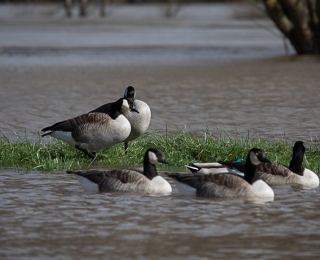 Die Erfassungen im Rahmen der Wasservogelzählungen finden in den an die natürlichen und administrativen Gegebenheiten angepassten Zählgebieten statt – hier rastende Kanadagänse (Branta canadensis).