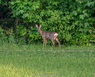 Reh steht auf einer Lichtung im Wald