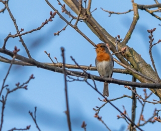 Rotkelchen sitzt auf einem Zweig im Baum