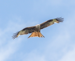 Rotmilan fliegt in der Luft