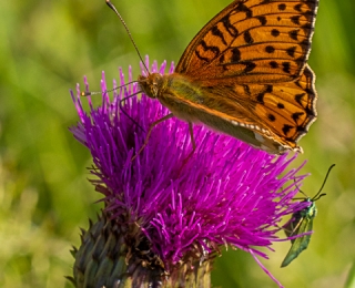 Schmetterling – Mittlerer Perlmuttfalter (Fabriciana sp.) sitzt auf einer Weg-Distel