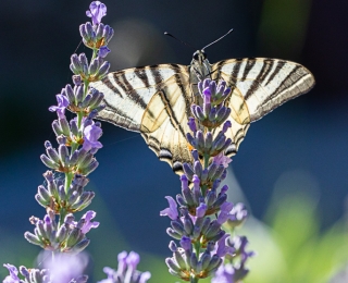 Segelfalter Schmetterling sitzt auf Lavendel