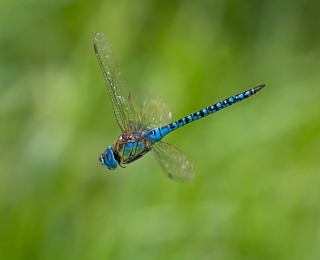 Fliegende Libelle – Blaugrüne Mosaikjungfer (Aeshna cyanea) im Flug