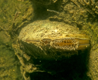 Filtrierende Große Teichmuschel (Anodonta cygnea) am Grund eines Sees