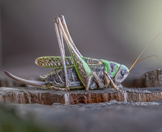 Heuschrecke Warzenbeißer (Decticus verrucivorus) sitzend auf Altholz