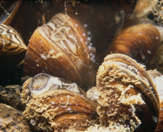 Unterwasseraufnahme filtrierender Zebramuscheln – ein Neozoon – eine invasive Art