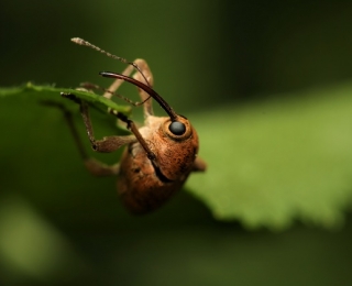 Haselnussbohrer auf einem Blatt