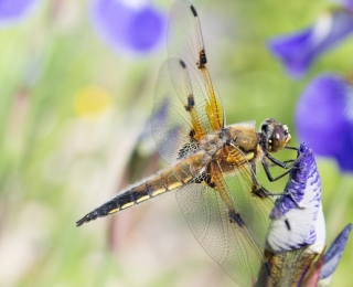 Libellula quadrimaculata an einem Gartenteich