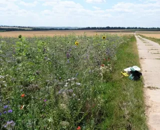 Blühstreifen in einer Agrarlandschaft im Sommer