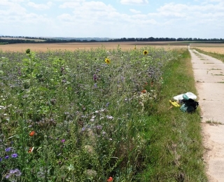 Blühstreifen in einer Agrarlandschaft im Sommer