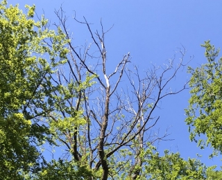 Ein Mischwald mit abgestorbener Eiche