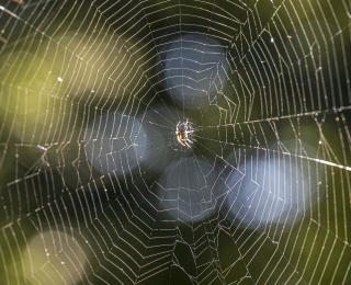 Spinnennetz mit Spinne in der Mitte als Symbol für das Vernetzungsportal