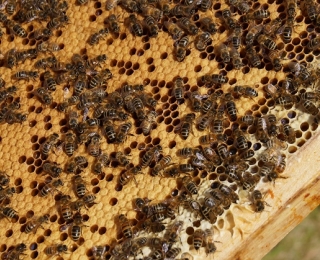 Arbeiterinnen der Dunklen Bienen krabbeln über goldgelbe Waben eines Bienenstocks. Viele Waben sind bereits gefüllt und verschlossen, andere werden noch von den Bienen befüllt