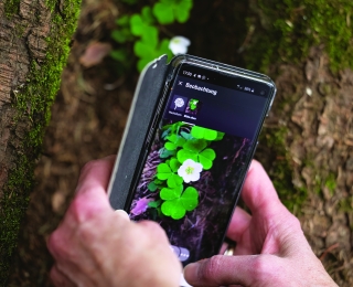Zwei Hände halten ein Smartphone. Auf den Smartphone ist eine App für die Bestimmung von Pflanzen zu erkennen. 