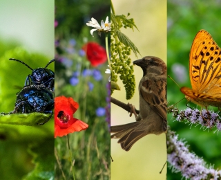 Das Bild ist in sechs schmale Streifen unterteilt. jeder Streifen zeigt eine Nahaufnahme von einem Tier: Eine Eidechse auf einem Holzpfahl, zwei blaue Käfer auf einem grünen Blatt, eine Hummel in einer Mohnblume, einen Spatz an einem Zweig, ein oranger Schmetterling auf einer Blüte, ein Luchs im Gras.