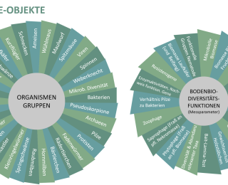 Rechercheobjekte des Projektes "Erfassung von Bodenorganismen und deren Funktionen in einem bundesweiten Biodiversitätsmonitoring: Kenntnisstand und Praxistauglichkeit": Organismengruppen und Messparameter von Bodenbiodiversitätsfunktionen