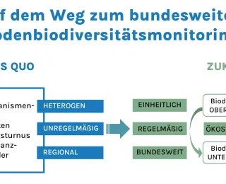 Die Grafik zeigt den Weg zu einem bundesweiten Bodenbiodiversitätsmonitoring. Im Status Quo sind die Methoden, Bodenorganismen-Gruppen, Begleitdaten, Erfassungsturnus und Repräsentanzkriterien der Kulissen als heterogen, unregelmäßig und regional gekennzeichnet. In der Zukunft sollen diese Aspekte einheitlich, regelmäßig und bundesweit werden. Das zukünftige Monitoring wird ökossystemar ausgerichtet sein und die Biodiversität sowohl oberirdisch als auch unterirdisch berücksichtigen.