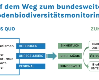 Die Grafik zeigt den Weg zu einem bundesweiten Bodenbiodiversitätsmonitoring. Im Status Quo sind die Methoden, Bodenorganismen-Gruppen, Begleitdaten, Erfassungsturnus und Repräsentanzkriterien der Kulissen als heterogen, unregelmäßig und regional gekennzeichnet. In der Zukunft sollen diese Aspekte einheitlich, regelmäßig und bundesweit werden. Das zukünftige Monitoring wird ökossystemar ausgerichtet sein und die Biodiversität sowohl oberirdisch als auch unterirdisch berücksichtigen.