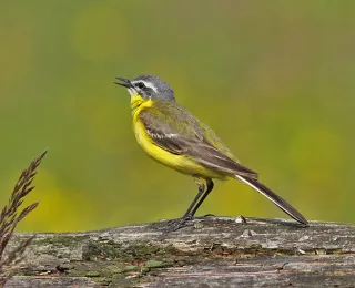 Eine Schafstelze steht auf einem Baumstamm. Der Vogel hat ein auffälliges gelbes Gefieder und ist aufmerksam, während er seine Umgebung beobachtet.