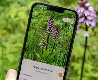 Auf den Handy wird mit der App Flora Incognita das Knabenkraut bestimmt.