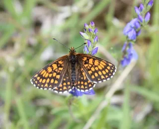 Aufnahme eines Wachtelweizen-Scheckenfalter (Melitaea athalia) auf einer Blume, vor einem unscharfen, natürlichen Hintergrund.