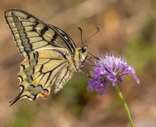Nahaufnahme eines Schwalbenschwanzes (Papilio machaon), der an einer violetten Blume Nektar aufnimmt, vor einem unscharfen, natürlichen Hintergrund.