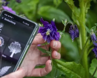 Eine Person hält eine violette Blume in der Hand und nutzt ein Smartphone zur Identifikation der Pflanze. Die Blütenblätter der Blume sind detailliert und von einem satten Violett, während die App auf dem Handy verschiedene Pflanzensymbole zeigt. Im Hintergrund sind weitere Pflanzen zu sehen, die eine grüne und lebendige Kulisse bilden.