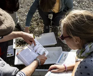 Mehrere Personen sitzen im Kreis und bestimmen Köcherfliegen anhand eines Bestimmungsbuchs