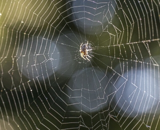 Spider web with spider in the middle as symbol for the networking portal