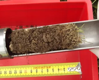 Bodenkern Oberboden eines Graslands im Biodiversitätsexploratorium Hainich-Dün