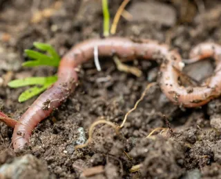 Nahaufnahme eines Regenwurms auf lockerer Erde mit Pflanzenresten