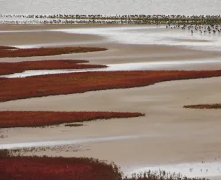 Vogelschwarm in der Nähe einer Salzwiese