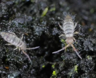 Springschwänze der Gattung Entomobrya sind ein Beispiel für kleine Organismen, die im Boden leben.